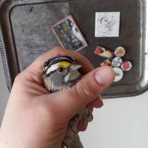 Meet your Posher, Lacey